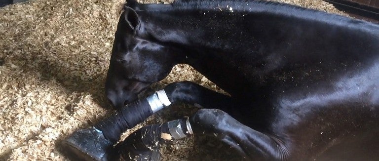 Horse suffering from soring